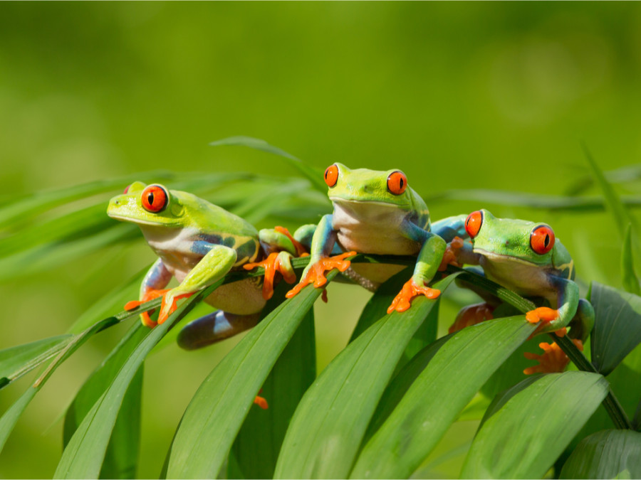 De jolies grenouilles au Costa Rica De jolies grenouilles au Costa Rica