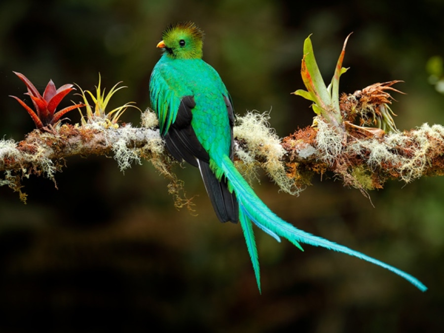 Les oiseaux au Costa Rica Les oiseaux au Costa Rica