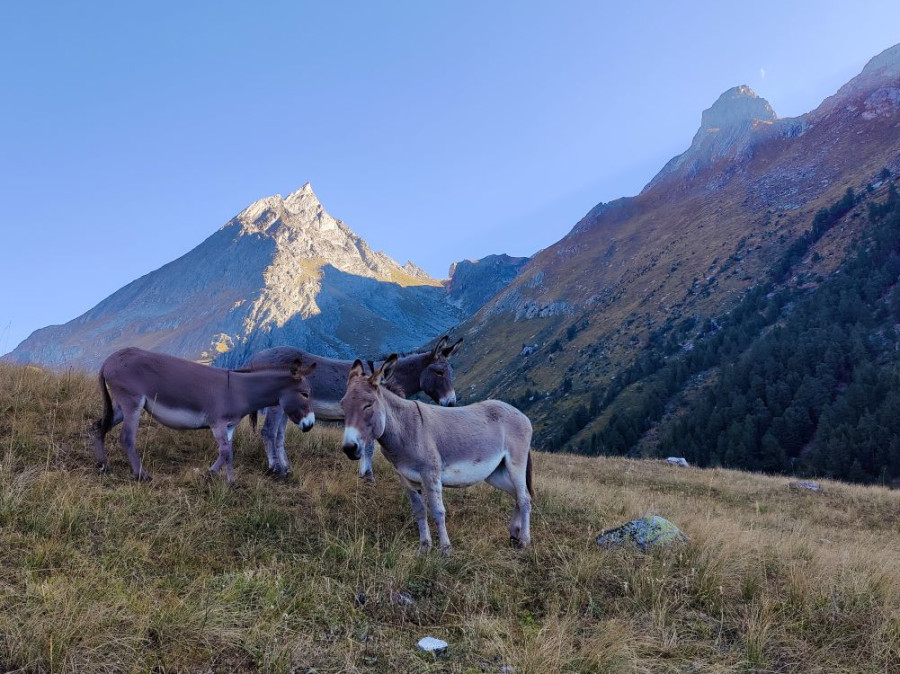 Des ânes en Vanoise