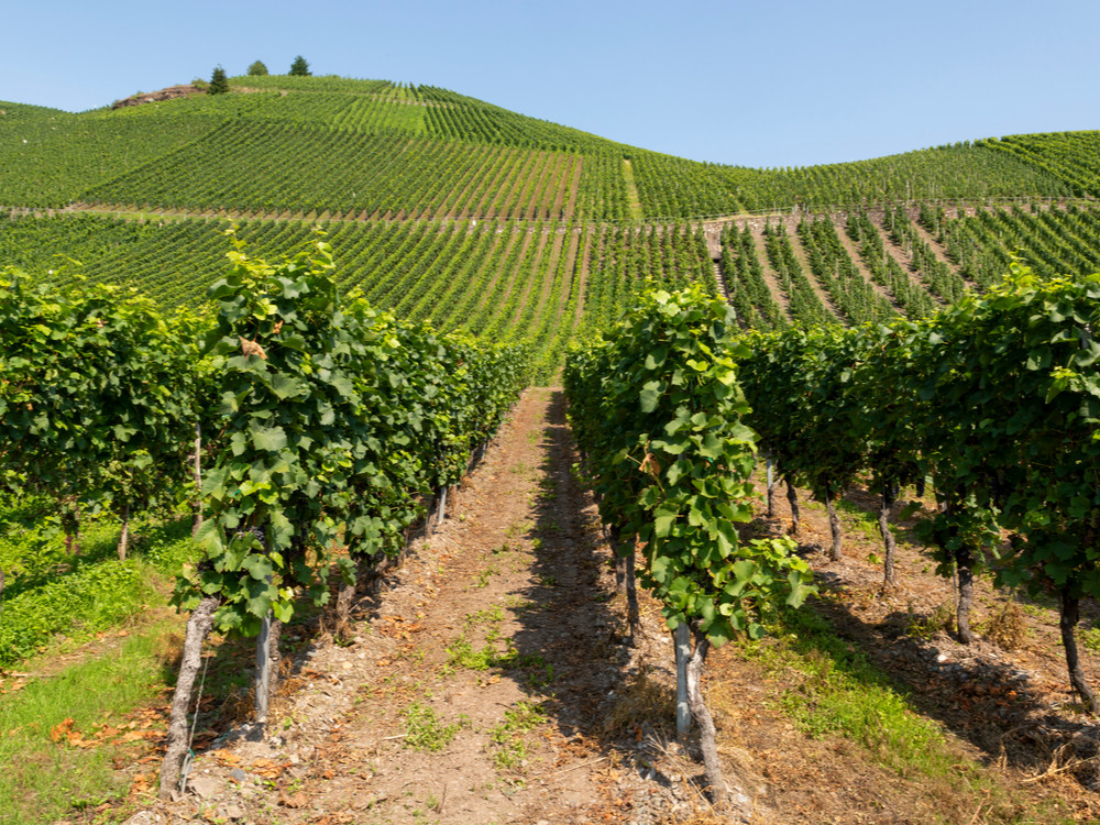 Vignobles de la Moselle