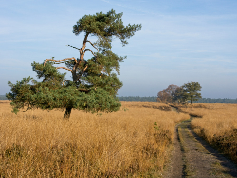 Sentier de la Deelerwoud