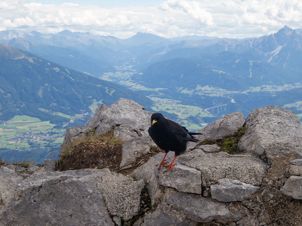 Animaux à Innsbruck