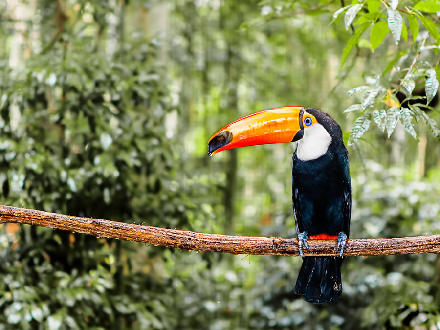 Animaux Amazone