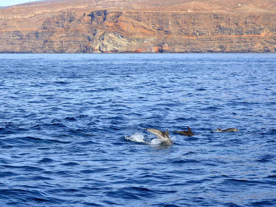 Les dauphins de La Gomera Les dauphins de La Gomera