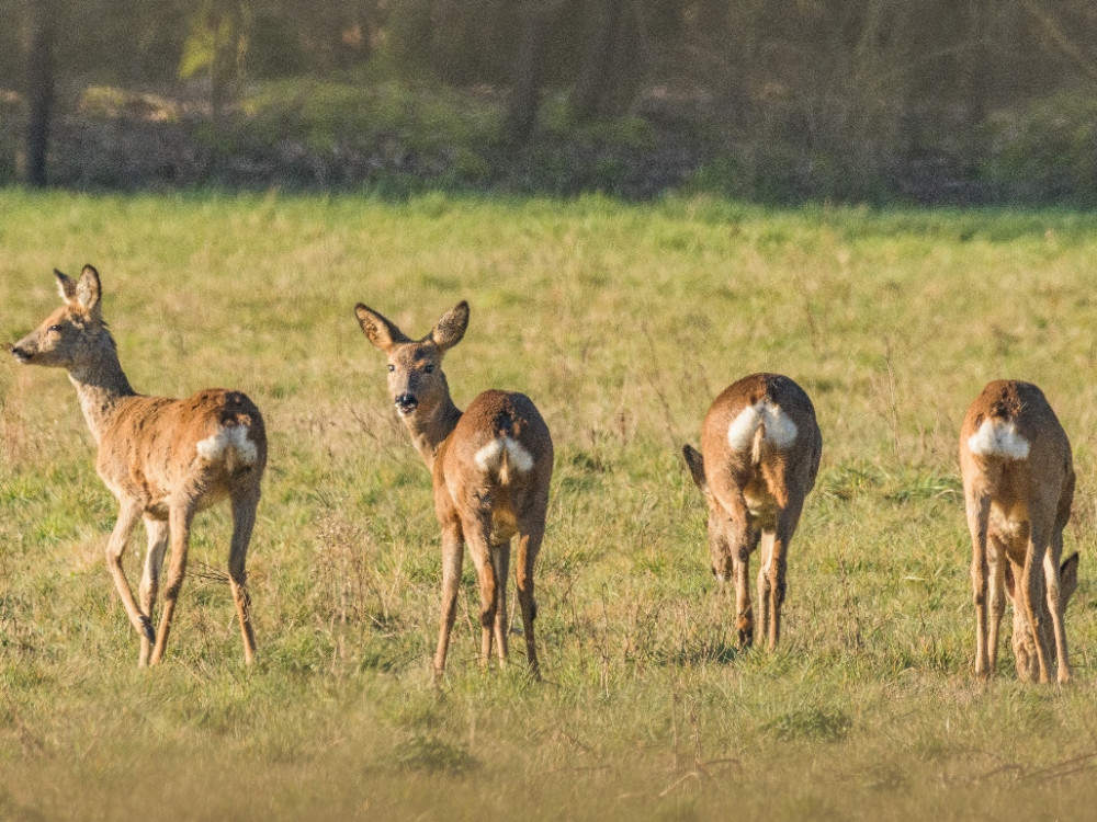 Région des marais de Turnhout