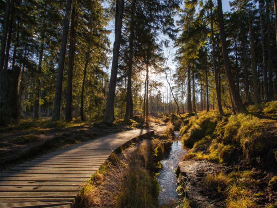 Se promener dans le Harz