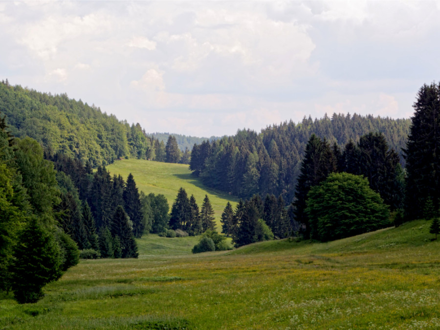Les forêts de Thuringe