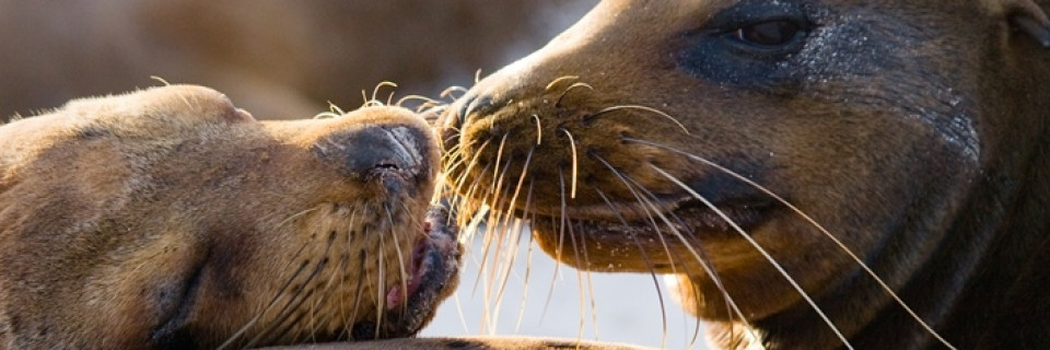Top foto voor Top 10 de la nature en Amérique du Sud