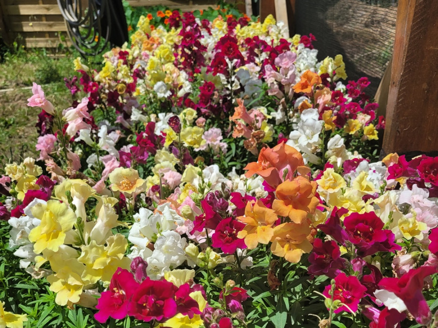 Culture de fleurs comestibles