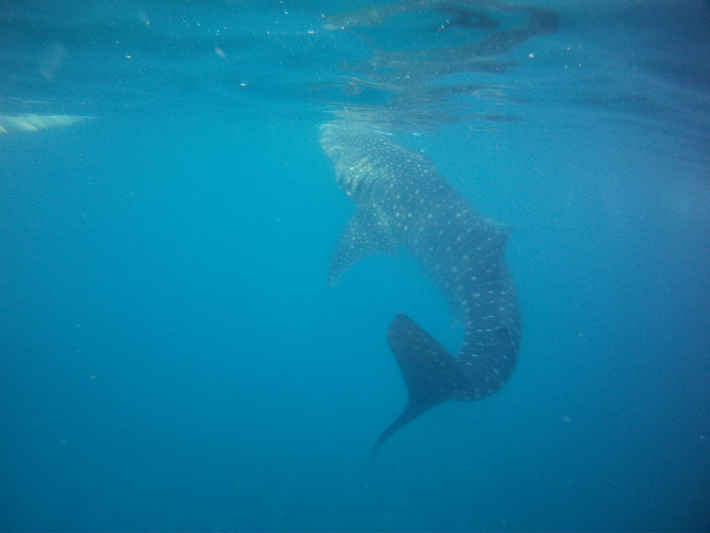 Requin-baleine