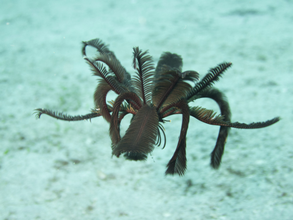 Crinoïdes