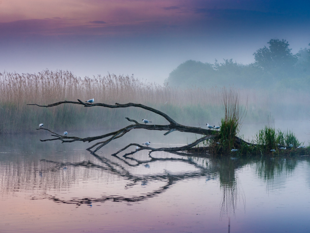 Nature
