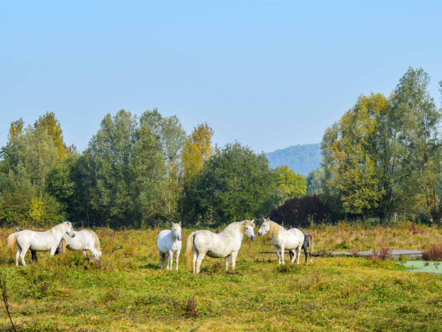 Boucles de la Seine Normande