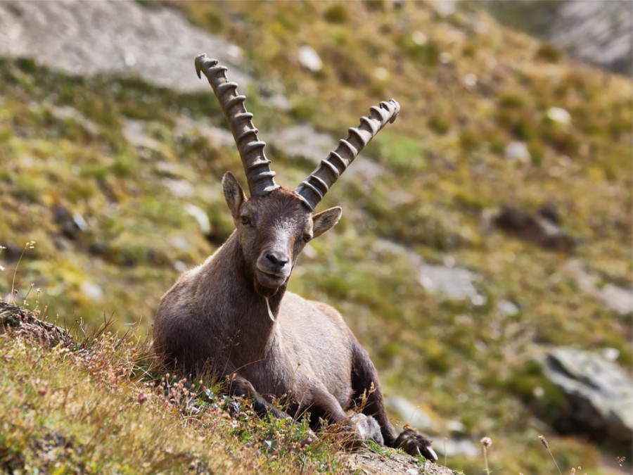 La faune de la Vanoise La faune de la Vanoise