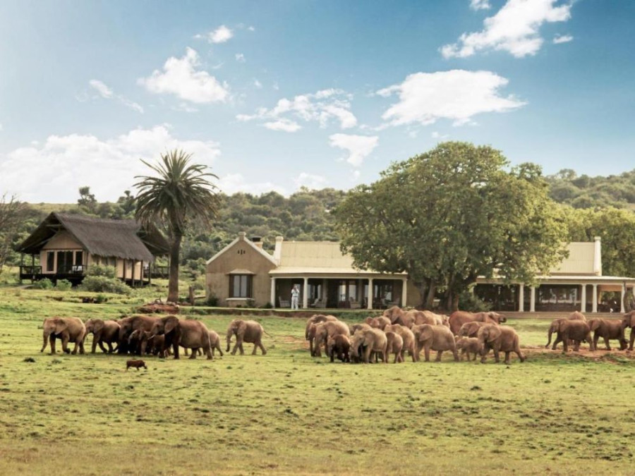 Camp d'éléphants