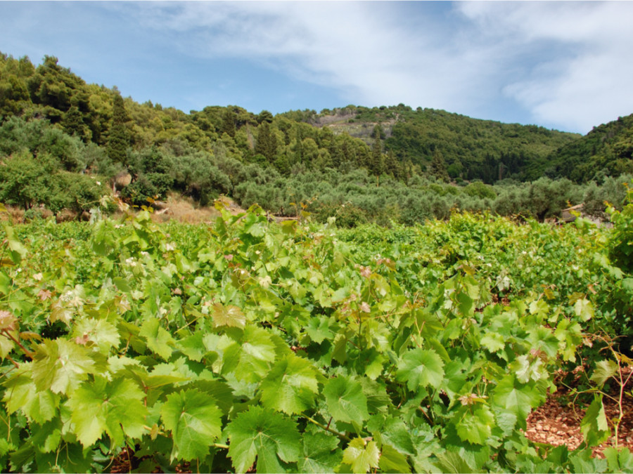 Vignobles de Zakynthos Vignobles de Zakynthos