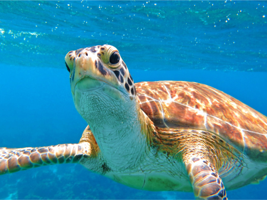 Tortue de Zante Tortue de Zante