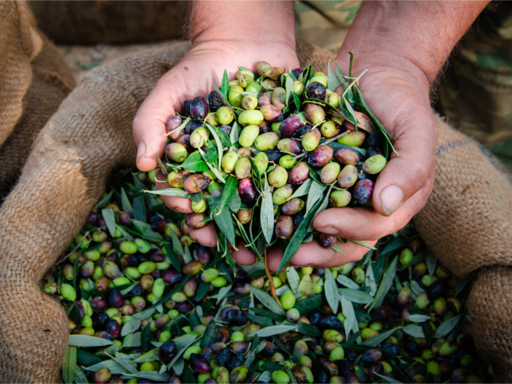 Olives crétoises