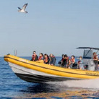 Image pour Get Your Guide - Excursions de baleines