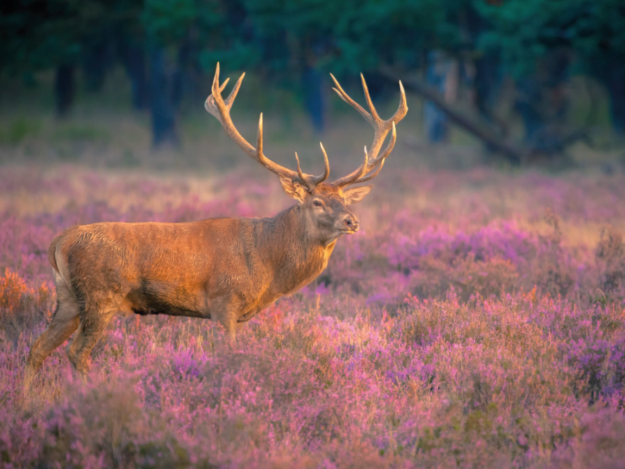 Cerf élaphe de la Veluwe