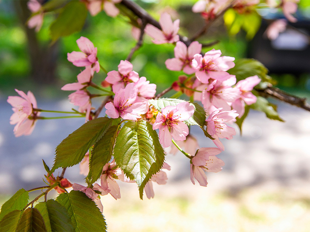 Fleurs à Helsinki en Finlande