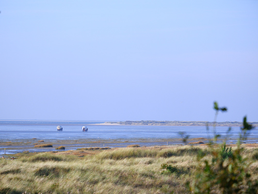 Promenade en charettes bâchées sur la plage