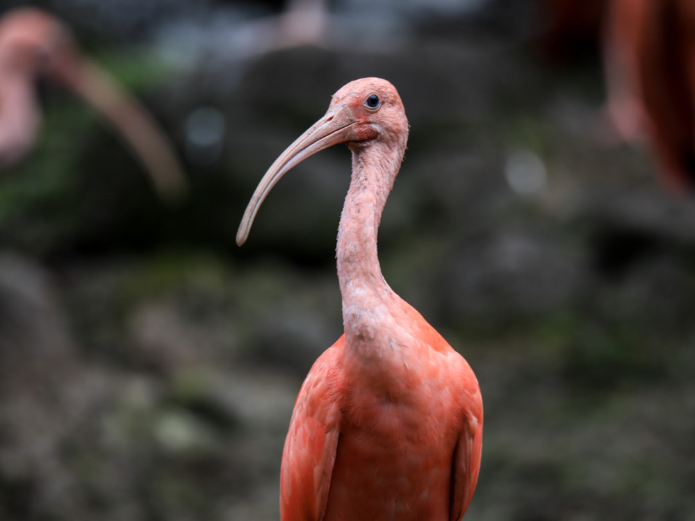 Ibis rouge sauvage