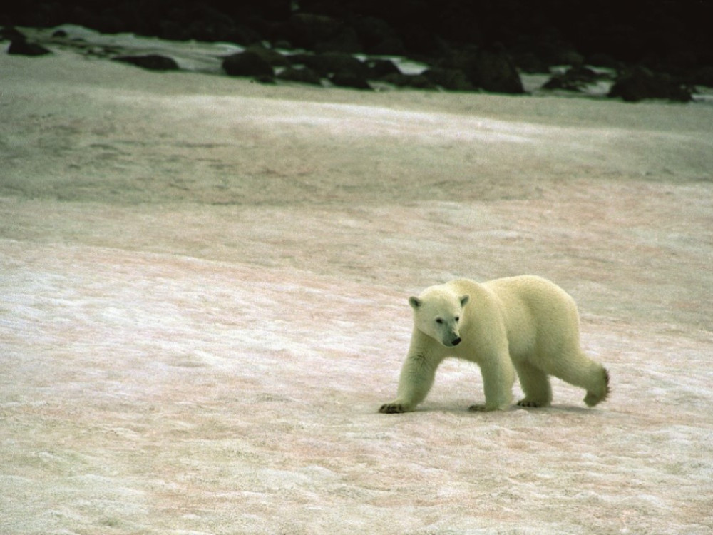 Ours polaire