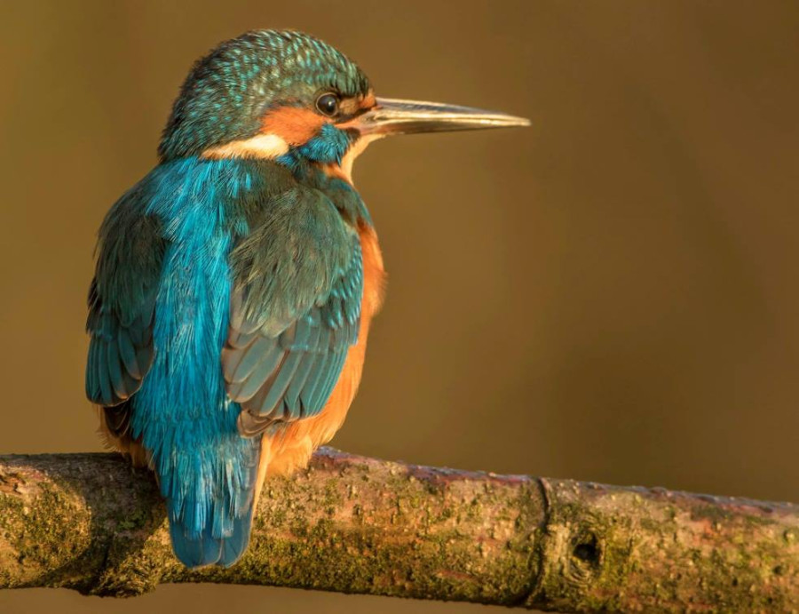 Parcs nationaux aux Pays-Bas Parcs nationaux aux Pays-Bas