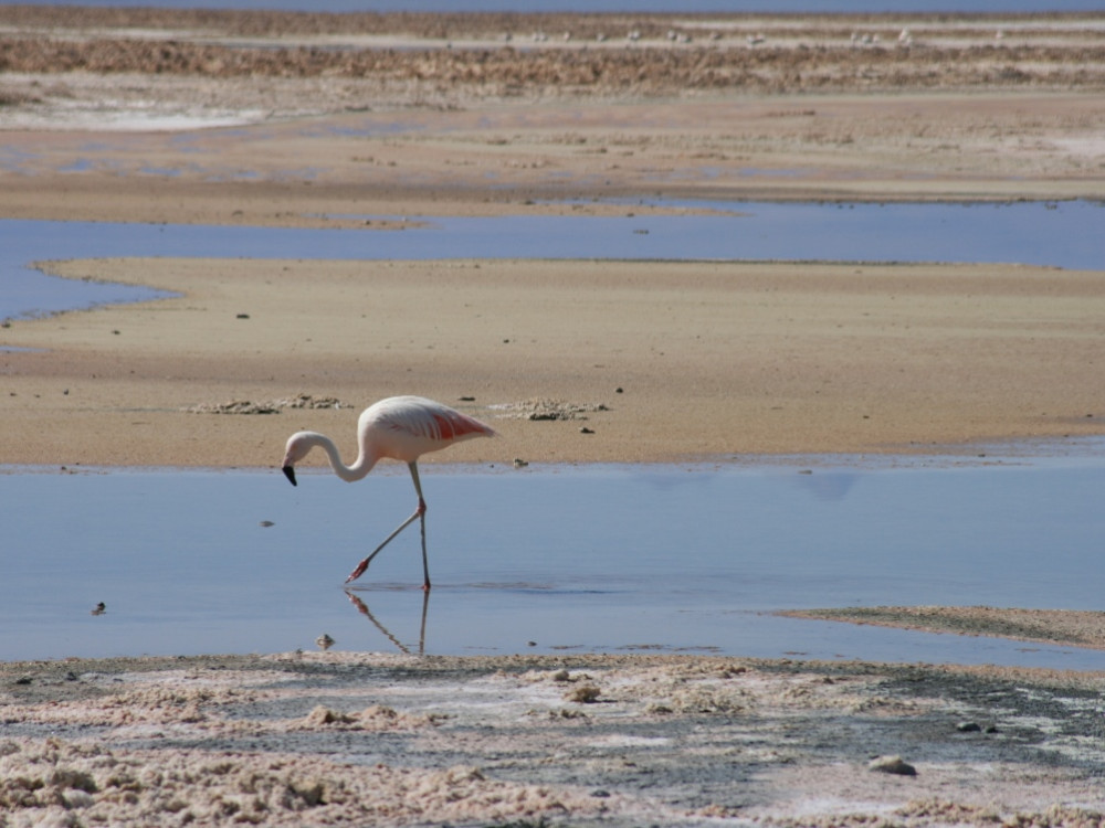 Flamant rose, Atacama