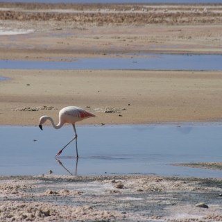 Image pour Désert d’Atacama