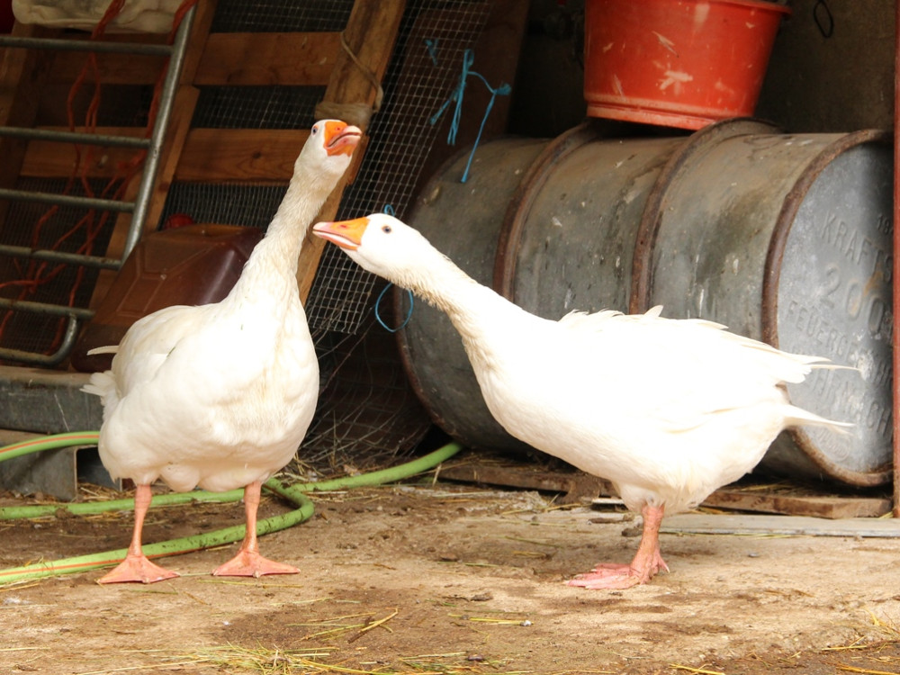 Ferme Auberge