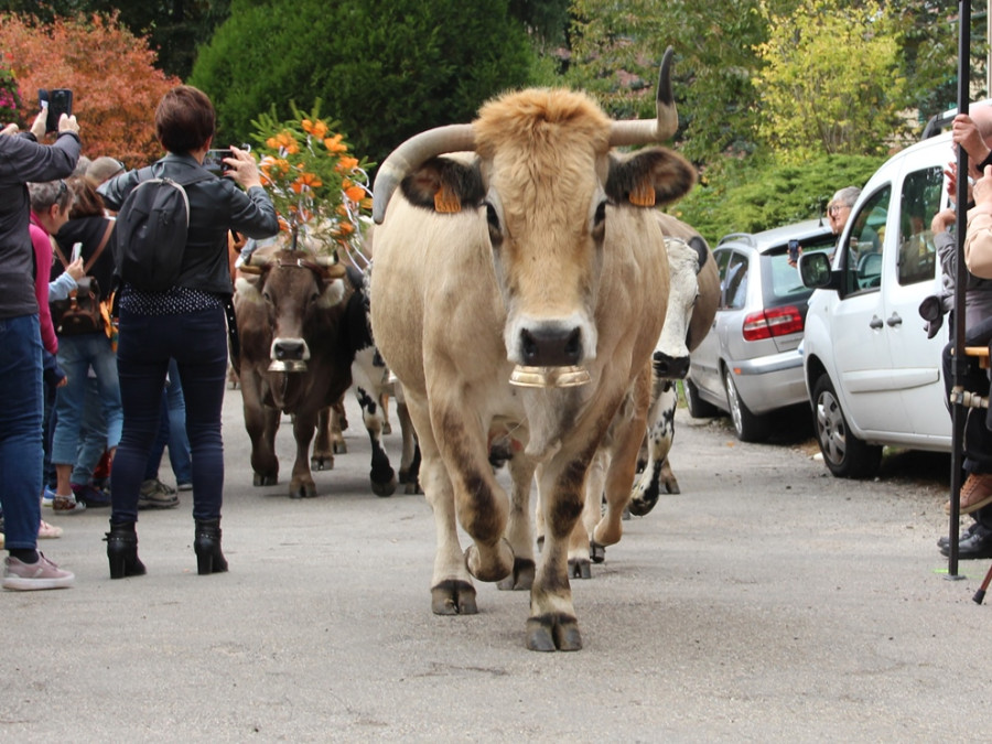 Fête de la Transhumance