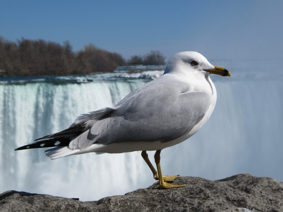 Mouette près de Niagara