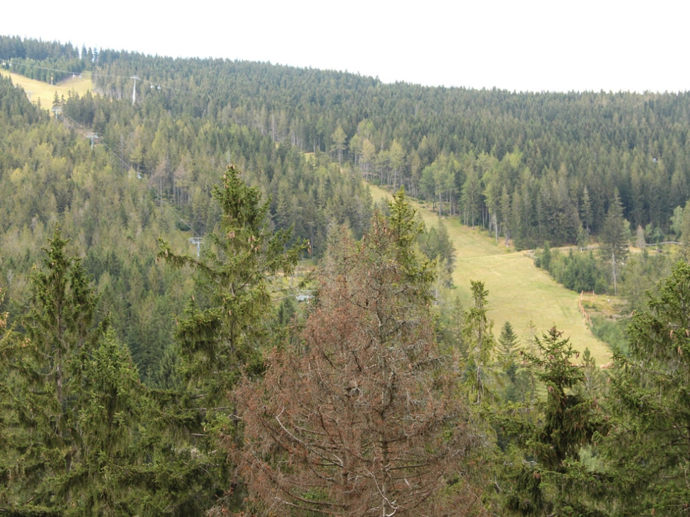 Les forêts
