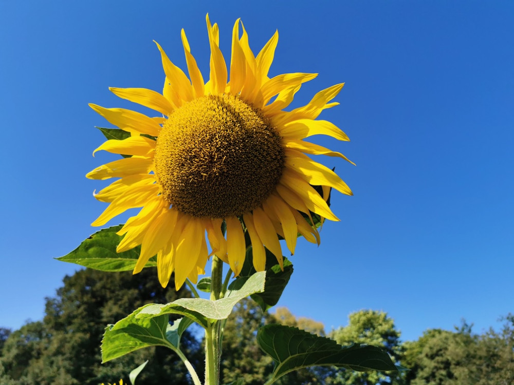 L'été dans l'Eifel