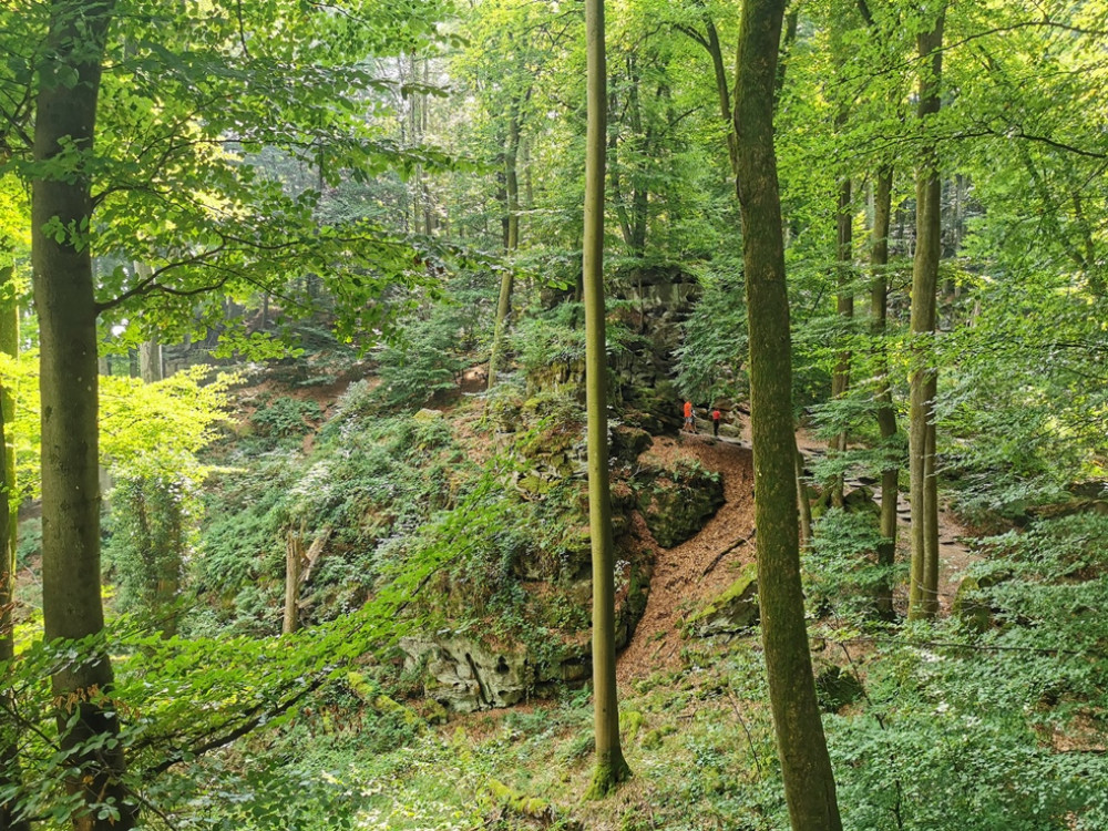 Forêts de l'Eifel