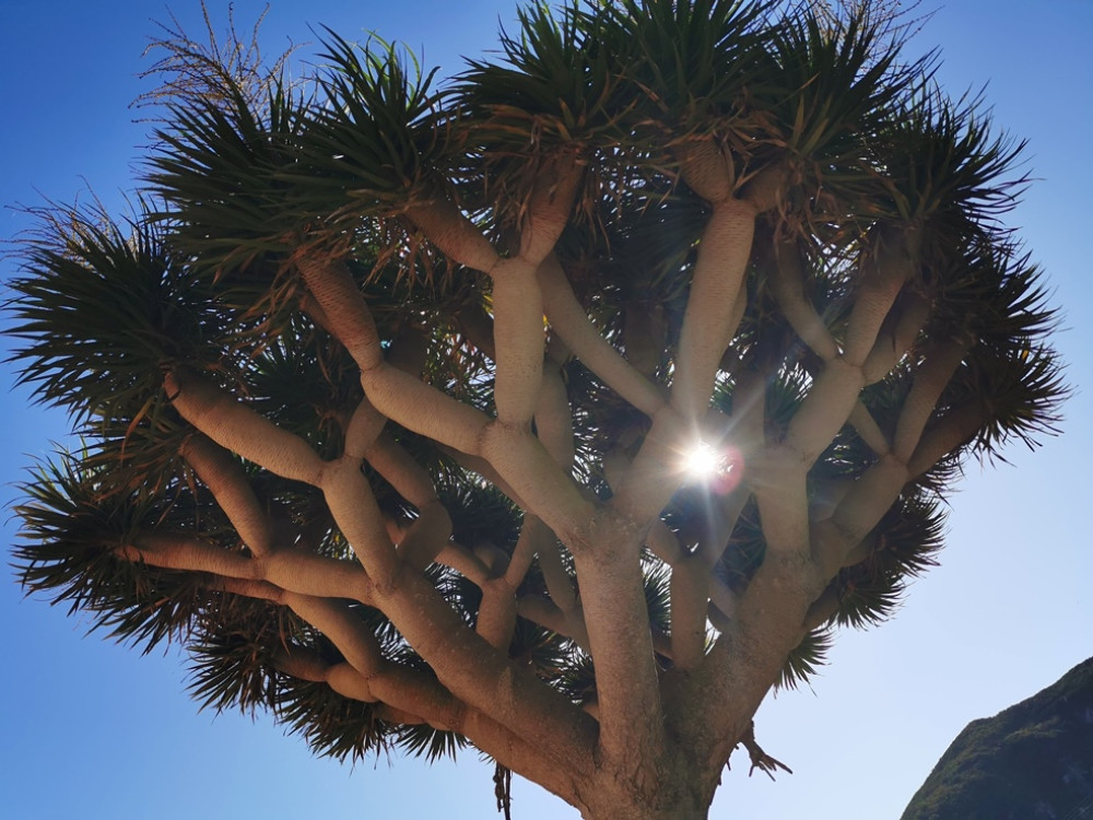 Arbre dragon