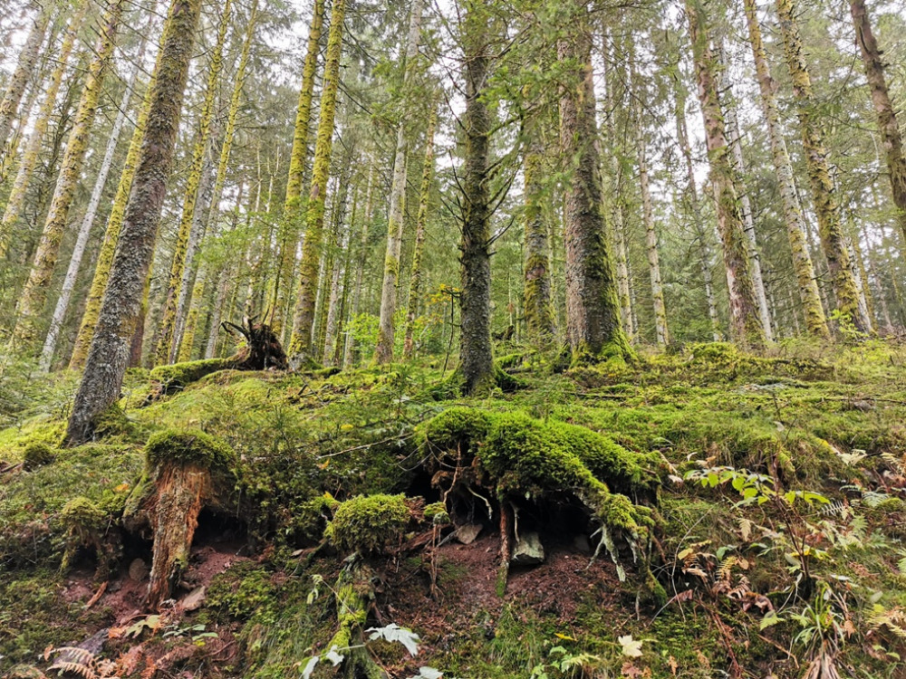 La Forêt