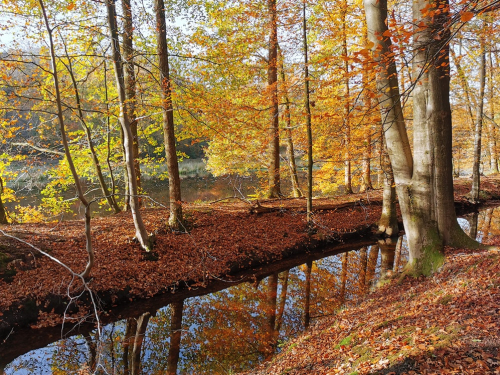 La nature dans la Veluwe