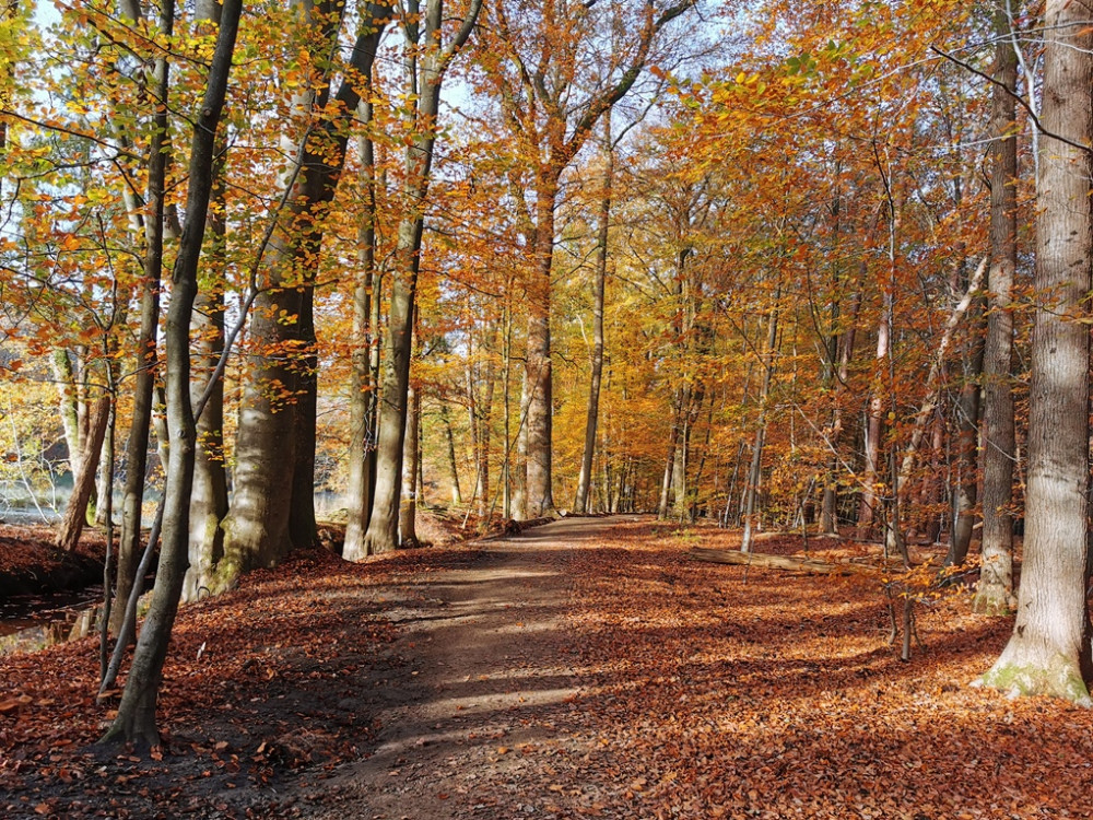 Nature de la Veluwe