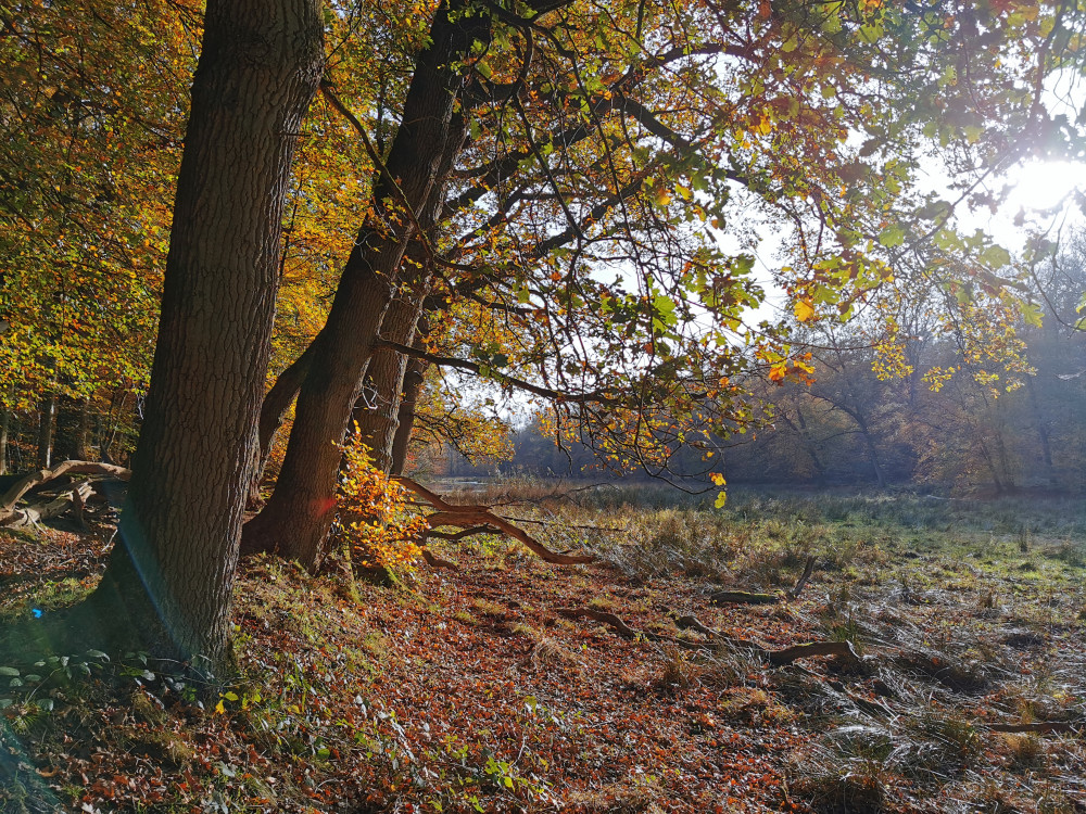 Forêt en automne