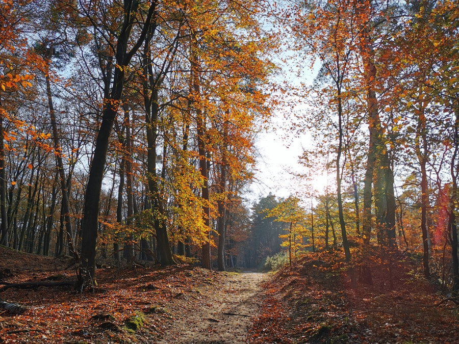 Couleurs d'automne