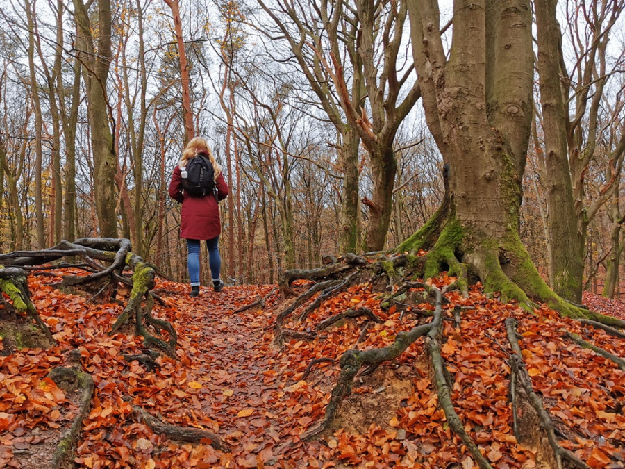 La forêt en automne