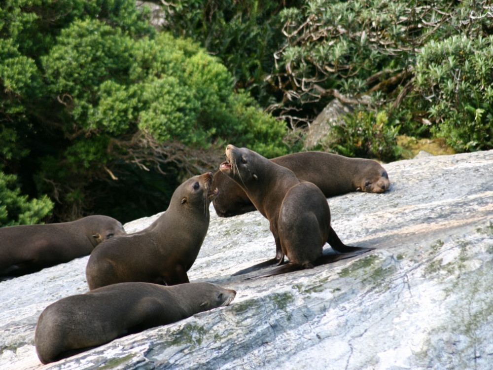 Otaries en Nouvelle-Zélande