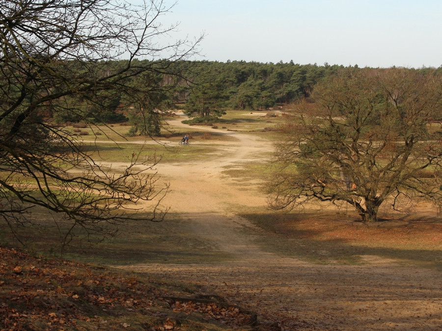Se promener dans la Veluwe