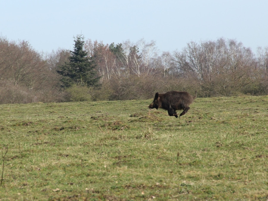 La faune sauvage de la Veluwe