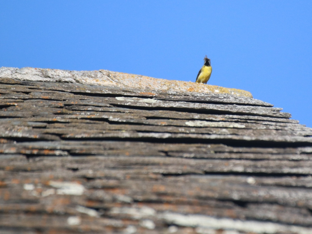 Petit oiseau