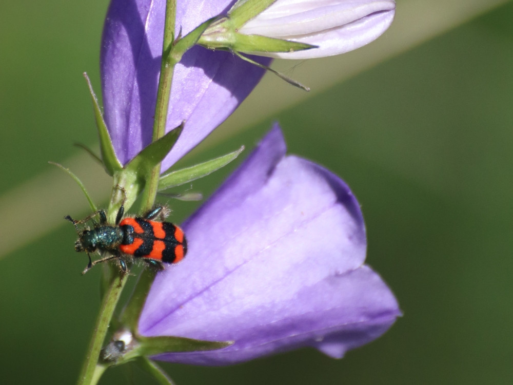 Flore et faune pyrénéennes