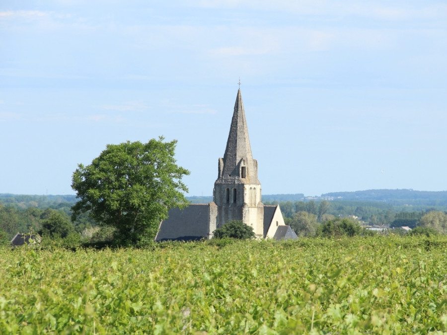 Vignobles dans la Loire